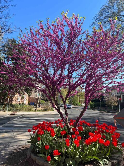 Апартаменти Glover Park/Georgetown Oasis With Parking Вашингтон Екстер'єр фото